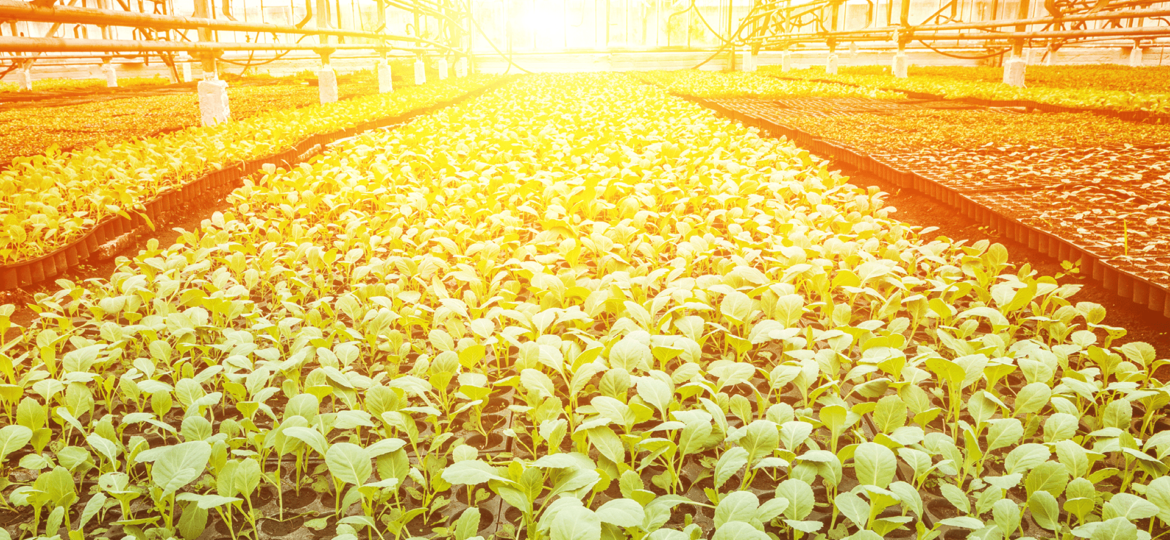 AgriFood Connect deploys platform touted as a world first