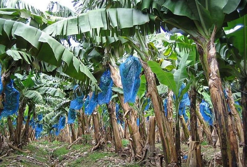 Open Innovation Challenge unearths promising solutions to plastic problem in horticulture