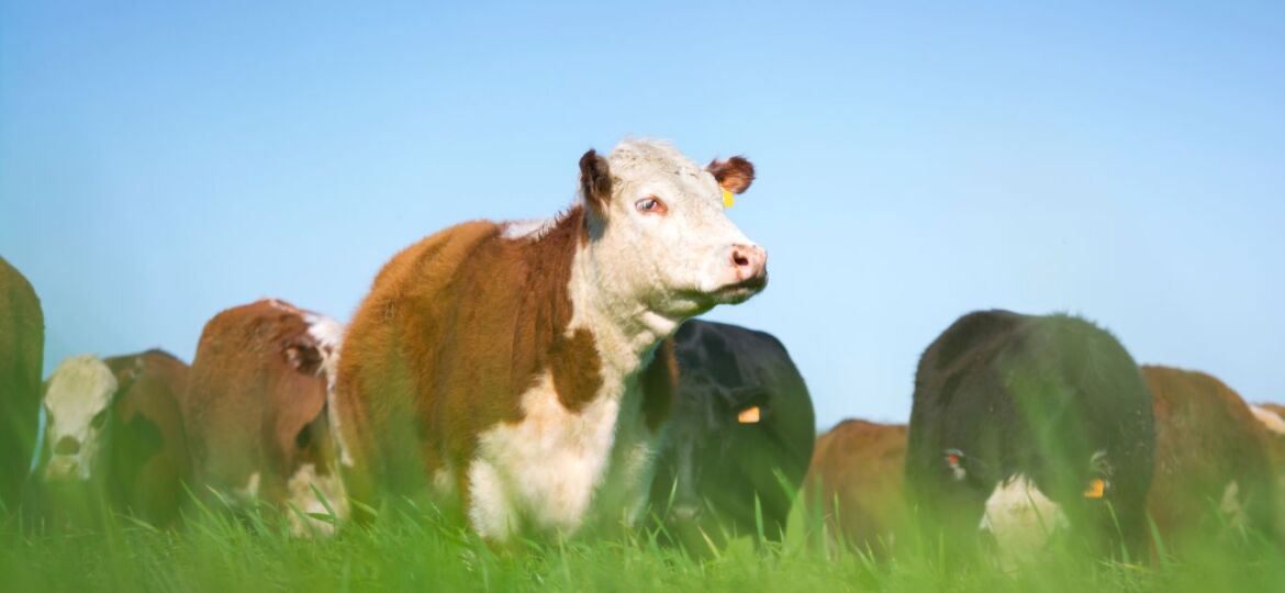 Beefing up biosecurity amid Foot and Mouth Disease outbreak