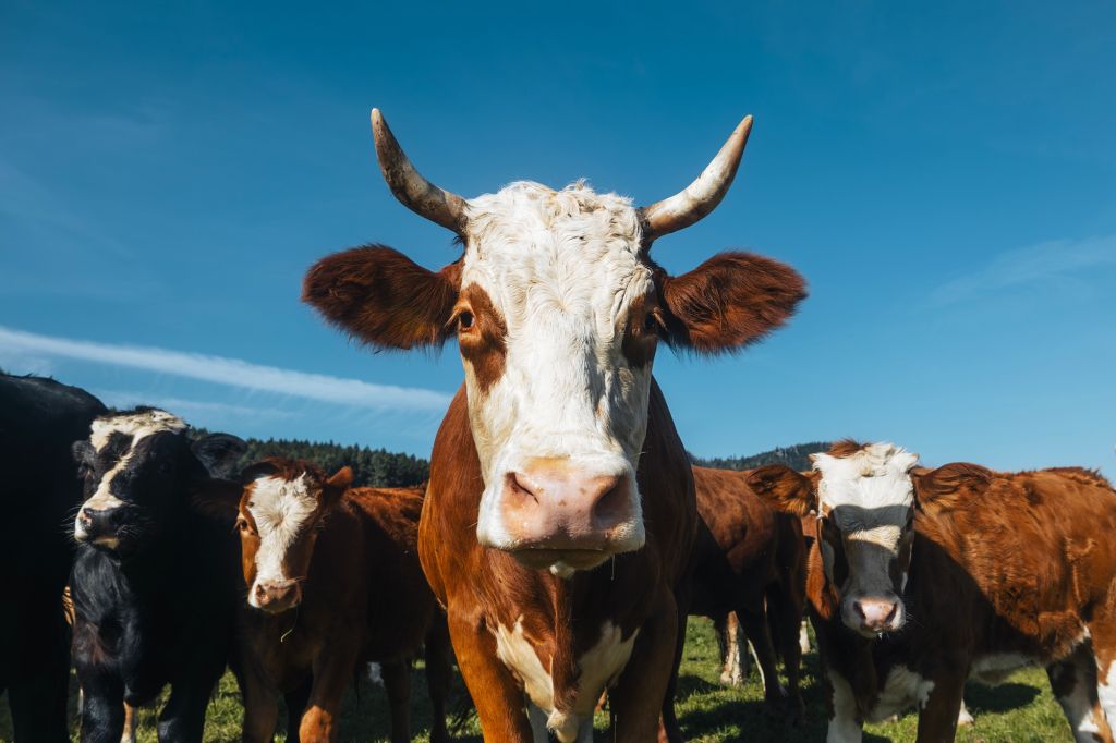 Portrait of cow leading herd